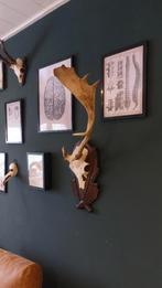 Gewei damhert, Verzamelen, Dierenverzamelingen, Ophalen, Gebruikt, Hert, Gewei of Kop