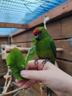 Kakariki's op weg naar handtam, Dieren en Toebehoren, Meerdere dieren, Papegaai, Tam