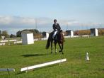 Ervaren en superbraaf dressuurpaard (2008), Dieren en Toebehoren, Paarden, Merrie, M, Dressuurpaard, Gechipt