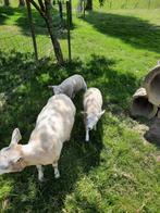 Schaap met lammetjes, Dieren en Toebehoren, Schaap