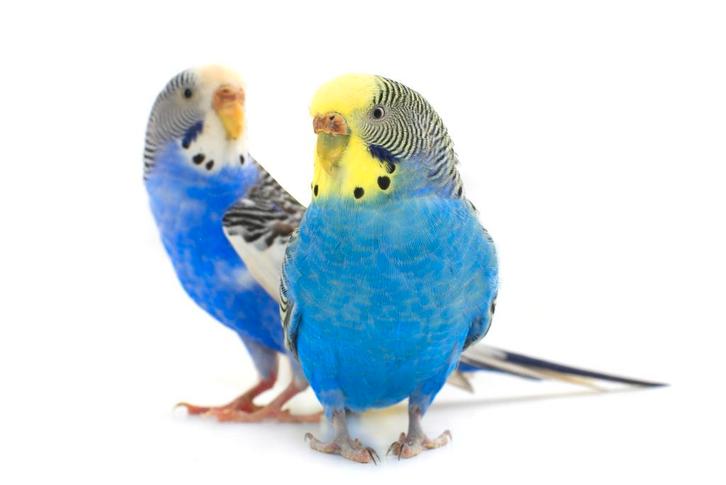 gratis grasparkieten en een sierduif, Animaux & Accessoires, Oiseaux | Perruches & Perroquets, Perruche, Plusieurs animaux