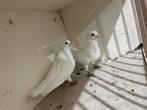 Pigeons blancs, Animaux & Accessoires, Oiseaux | Oiseaux Autre