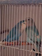 Agapornis Roseicollis- dwergpapegaaien, Dieren en Toebehoren, Vogels | Parkieten en Papegaaien, Meerdere dieren, Dwergpapegaai of Agapornis