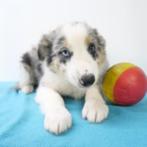 Border Collie - Belgisch pups te koop, Dieren en Toebehoren, Honden | Herdershonden en Veedrijvers, CDV (hondenziekte), Meerdere