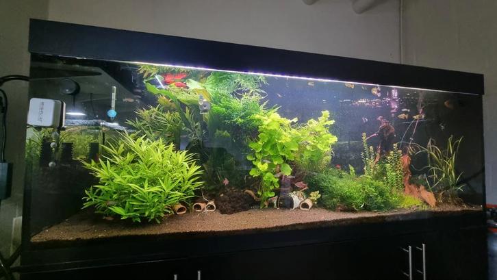 Aquarium haut de gamme de 180 cm avec tous les accessoires !, Animaux & Accessoires, Poissons | Aquariums & Accessoires, Comme neuf