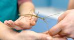 Gratis wandelende takken, Dieren en Toebehoren, Wandelende tak
