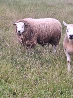 Mooie bok, Dieren en Toebehoren, Mannelijk, Schaap