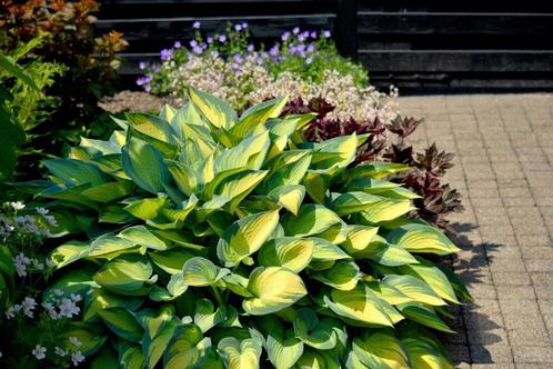 Gratis Hosta June bij aankoop van planten., Tuin en Terras, Planten | Tuinplanten, Vaste plant, Overige soorten, Ophalen