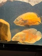 5 oscars en een snoek cichlide 110€