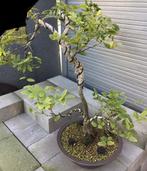 Wisteria Bonsai, Tuin en Terras, Planten | Bomen, Ophalen