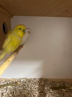 3 paires de perruches