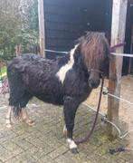 Zwartbonte NSPS merrie!!, Dieren en Toebehoren, Merrie, Met stamboom, Niet van toepassing, A pony (tot 1.17m)