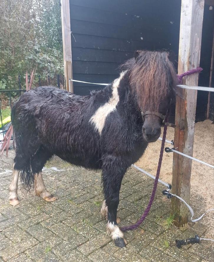 Zwartbonte NSPS merrie!!, Dieren en Toebehoren, Pony's, Merrie, Niet van toepassing, A pony (tot 1.17m), 3 tot 6 jaar, Met stamboom