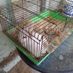 gratis dwergkonijntjes, Meerdere dieren, Klein, 3 tot 5 jaar