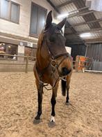 Franse draver zoekt 5 sterren huisje, Moins de 160 cm, Avec pedigree, Ne s'applique pas, Cheval de récréation