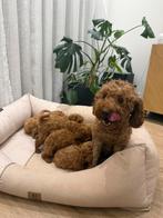 Chiots caniches nains, Particulier, Caniche, 8 à 15 semaines, Plusieurs