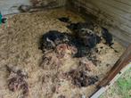 Schapenwol gratis ophalen, 2 zwart 1 bruin, Dieren en Toebehoren