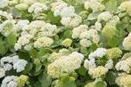 Hydrangea Annabelle met speciale actie, Tuin en Terras, Ophalen, Halfschaduw