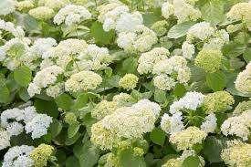 Hydrangea Annabelle met speciale actie, Jardin & Terrasse, Plantes | Jardin, Mi-ombre, Enlèvement