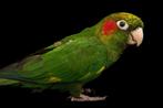 Conure de Hoffmann, Dieren en Toebehoren, Vogels | Parkieten en Papegaaien, Vrouwelijk, Parkiet, Geringd