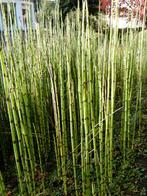 schaafstro, Ophalen, Volle zon, Vaste plant, Bloeit niet