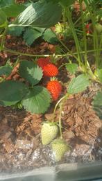 Aardbeiplanten, Tuin en Terras, Planten | Tuinplanten, Ophalen