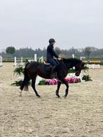 Wedstrijd ruiter aangeboden, Dieren en Toebehoren, Paarden