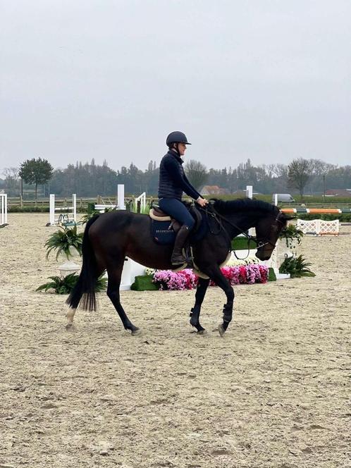 Wedstrijd ruiter aangeboden, Dieren en Toebehoren, Paarden