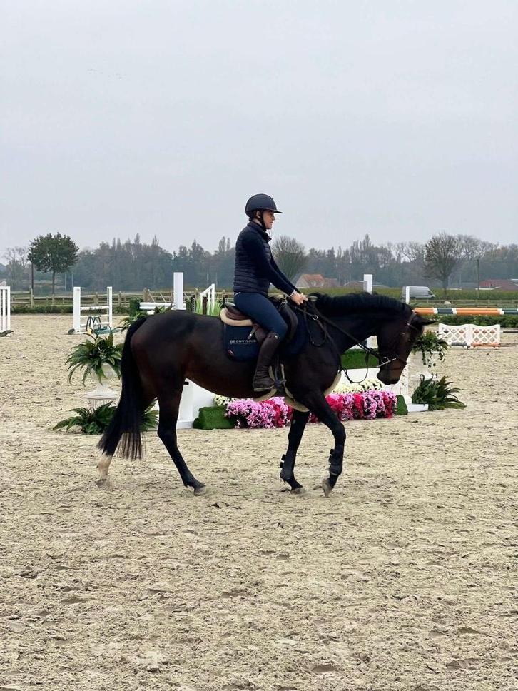 Wedstrijd ruiter aangeboden, Dieren en Toebehoren, Paarden