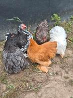 Cochin krielen te koop, Dieren en Toebehoren
