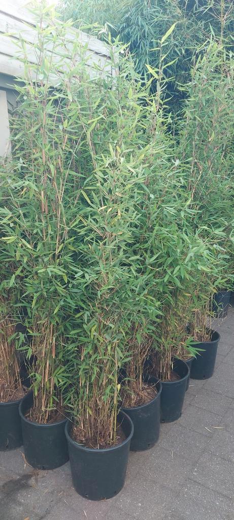 niet woekerende bamboe  , fargesia nitida winterjoy, Tuin en Terras, Planten | Tuinplanten, Ophalen