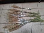 Droge graspluimen, Mortsel, Huis en Inrichting, Ophalen, Nieuw