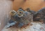 Chinese dwergkwartels, Dieren en Toebehoren, Pluimvee, Meerdere dieren, Overige soorten