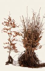 Groene Beukenhaag 60-80 Fagus Sylvatica, Tuin en Terras, Ophalen, Beukenhaag