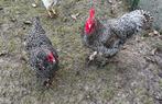 Mechelse Koekoek - Tentoonstelling - koppel M&V, Dieren en Toebehoren, Meerdere dieren, Kip