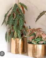 Stekjes van verschillende kamerplanten, Ophalen