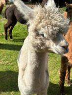 Alpaca hengst, Dieren en Toebehoren