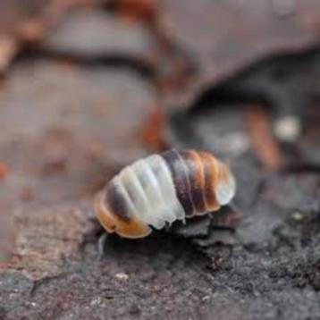 White Shark isopods - kits beschikbaar voor biedingen