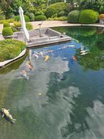 Japanse koi, Dieren en Toebehoren, Vissen | Vijvervissen, Karper of Koi