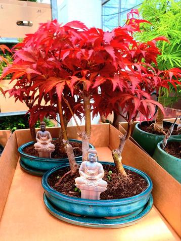 Bonsai Specialist Limburg  beschikbaar voor biedingen