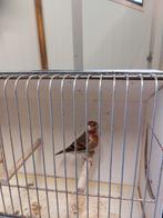 Grote Distelvink x Kanarie, Dieren en Toebehoren