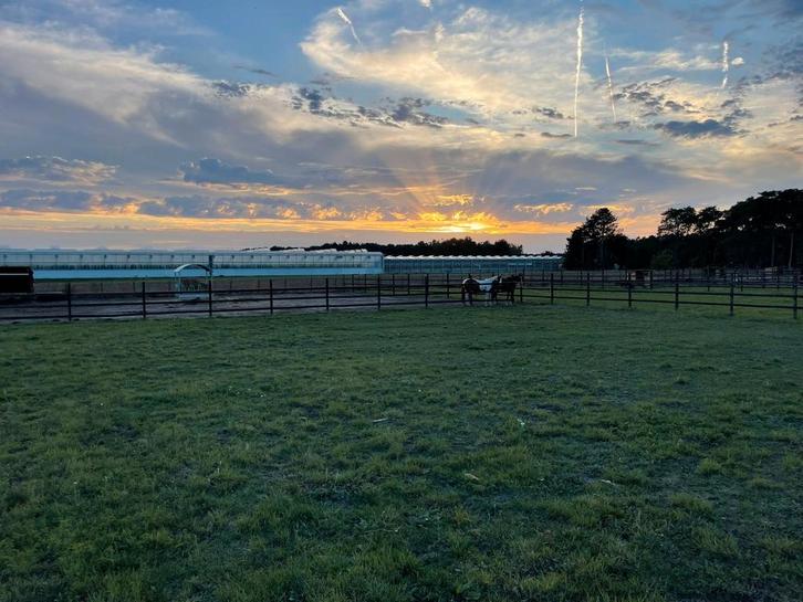 Paardenweide te huur (Herenthout), Tickets en Kaartjes, Overige Tickets en Kaartjes