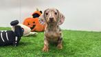 Dwergteckel pups