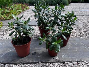 Vetplantjes beschikbaar voor biedingen
