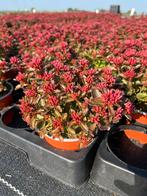 Sedum spurium ‘Spot On Pink’ P10,5cm, Tuin en Terras, Planten | Tuinplanten, Ophalen, Bodembedekkers, Volle zon, Vaste plant