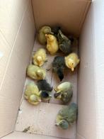 Loopeend kuikens, Canard