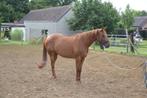 Merrie 7 jaar, Dieren en Toebehoren, Zadelmak, 7 tot 10 jaar, 160 tot 165 cm, Recreatiepaard