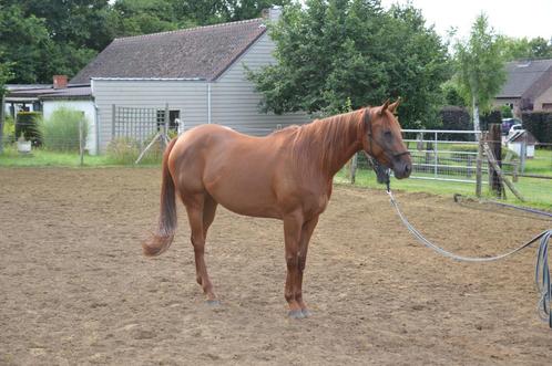 Merrie 7 jaar, Dieren en Toebehoren, Paarden, Merrie, Zadelmak, 160 tot 165 cm, 7 tot 10 jaar, Recreatiepaard, Gechipt, Ontwormd
