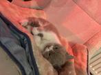 3 brits korthaar kittens en 1 brits langhaar, Kater, Gechipt, 0 tot 2 jaar