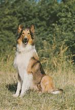 COLLIE, Verzamelen, Postkaarten | Dieren, Verzenden, Ongelopen, Hond of Kat